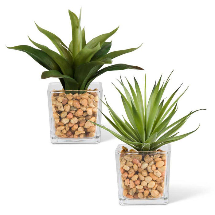 Agave in Square Glass Vases w/Pebbles -3 Options