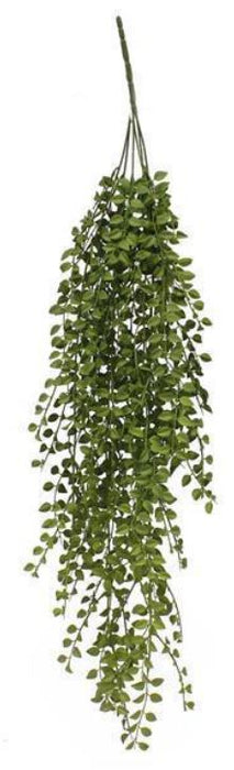 Hanging Tea Leaf Bush -34"